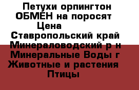 Петухи орпингтон ОБМЕН на поросят › Цена ­ 1 500 - Ставропольский край, Минераловодский р-н, Минеральные Воды г. Животные и растения » Птицы   